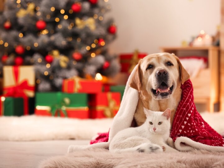 8 presentes de Natal criativos para os animais 