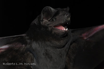 Molossus II