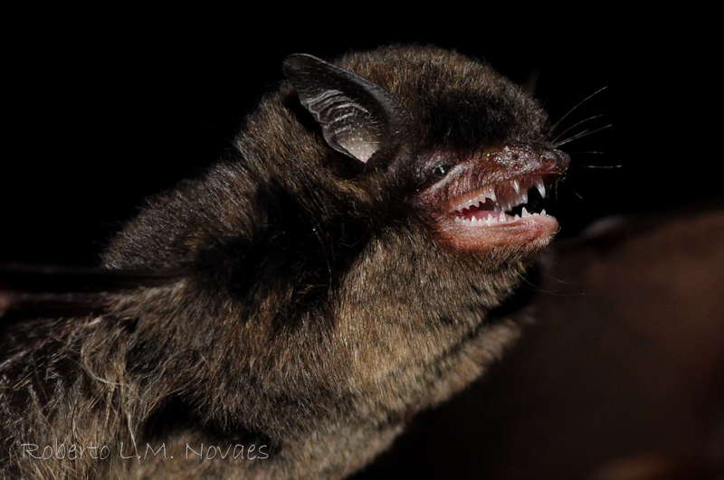 Myotis nigricans