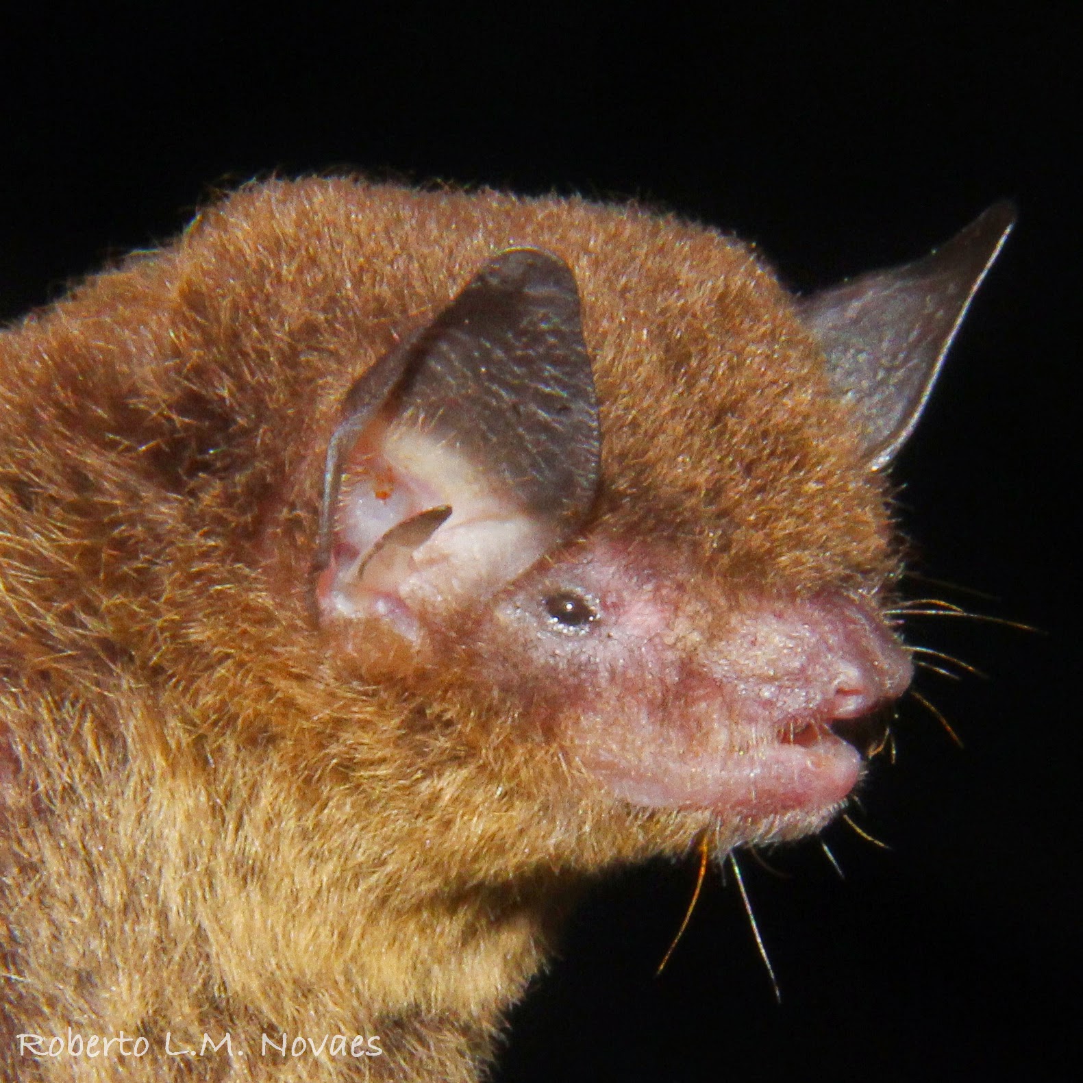 Myotis riparius