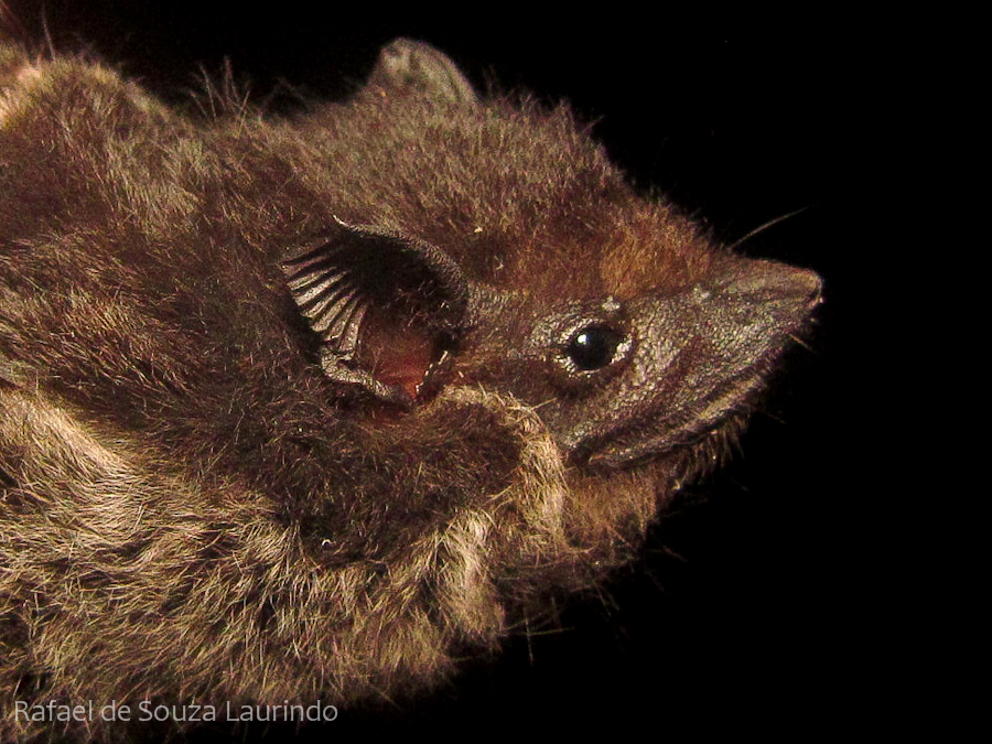 Saccopteryx bilineata