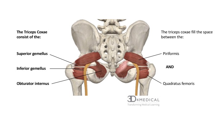 Triceps Coxae