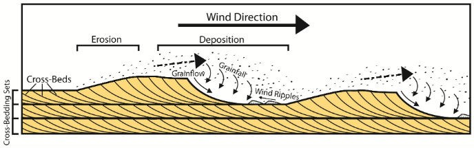 Cross sectional diagram showing wind blowing toward the right and sand moving as a result. There are three flat-lying sedimentary beds with smaller cross beds angled from upper left to lower right across the beds. Erosion happens on the gently-sloping left-hand side of the bed surface while deposition happens on the steeper right-hand side of the bed surface.