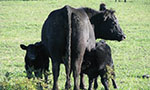 Vertical horizontal photo. A black-haired cow with two calves on her side. They are in a very green pasture.