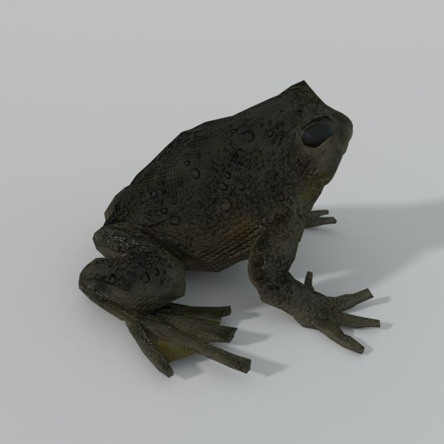 Warty Frog royalty-free 3d model - Preview no. 6