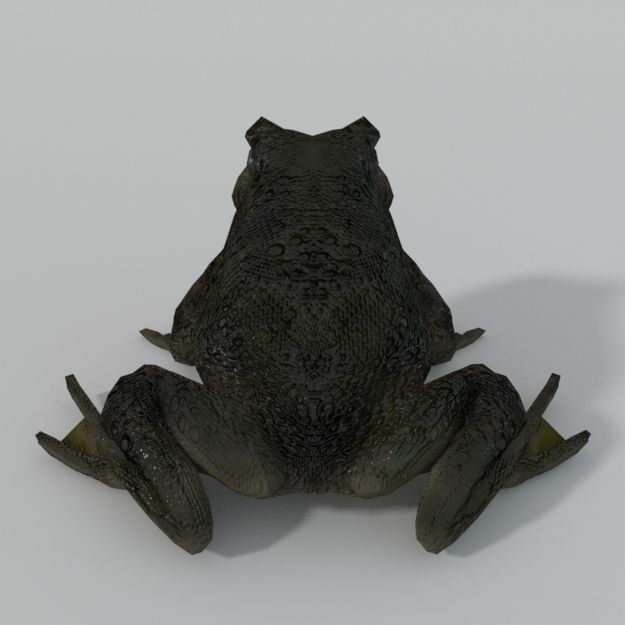 Warty Frog royalty-free 3d model - Preview no. 3