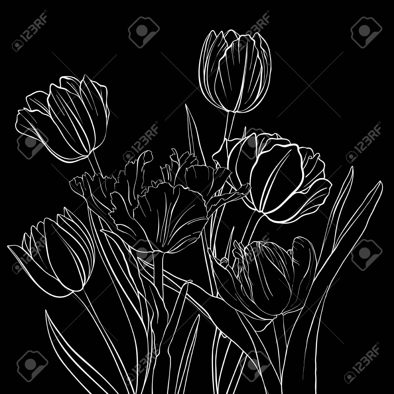 Vector Drawing Flowers Of Tulip Illustration On Black Background. Royalty  Free SVG, Cliparts, Vectors, And Stock Illustration. Image 97624288.