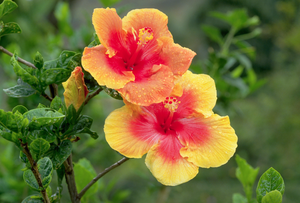 A yellow and pink flower