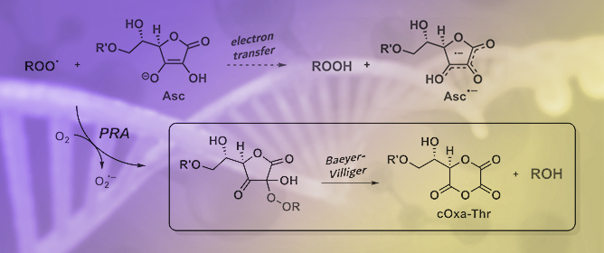 Scavenging of Alkylperoxyl Radicals by Addition to Ascorbate: An Alternative Mechanism to Electron Transfer