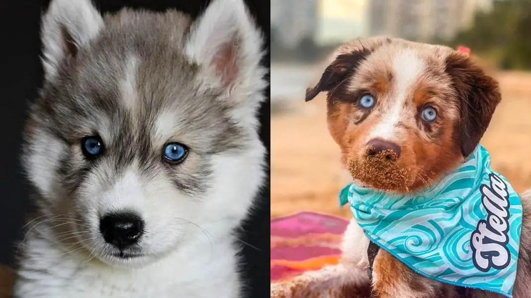 Dog Breeds With Small Eyes 10 Dog Breeds With Blue Eyes › Triple Dog Film