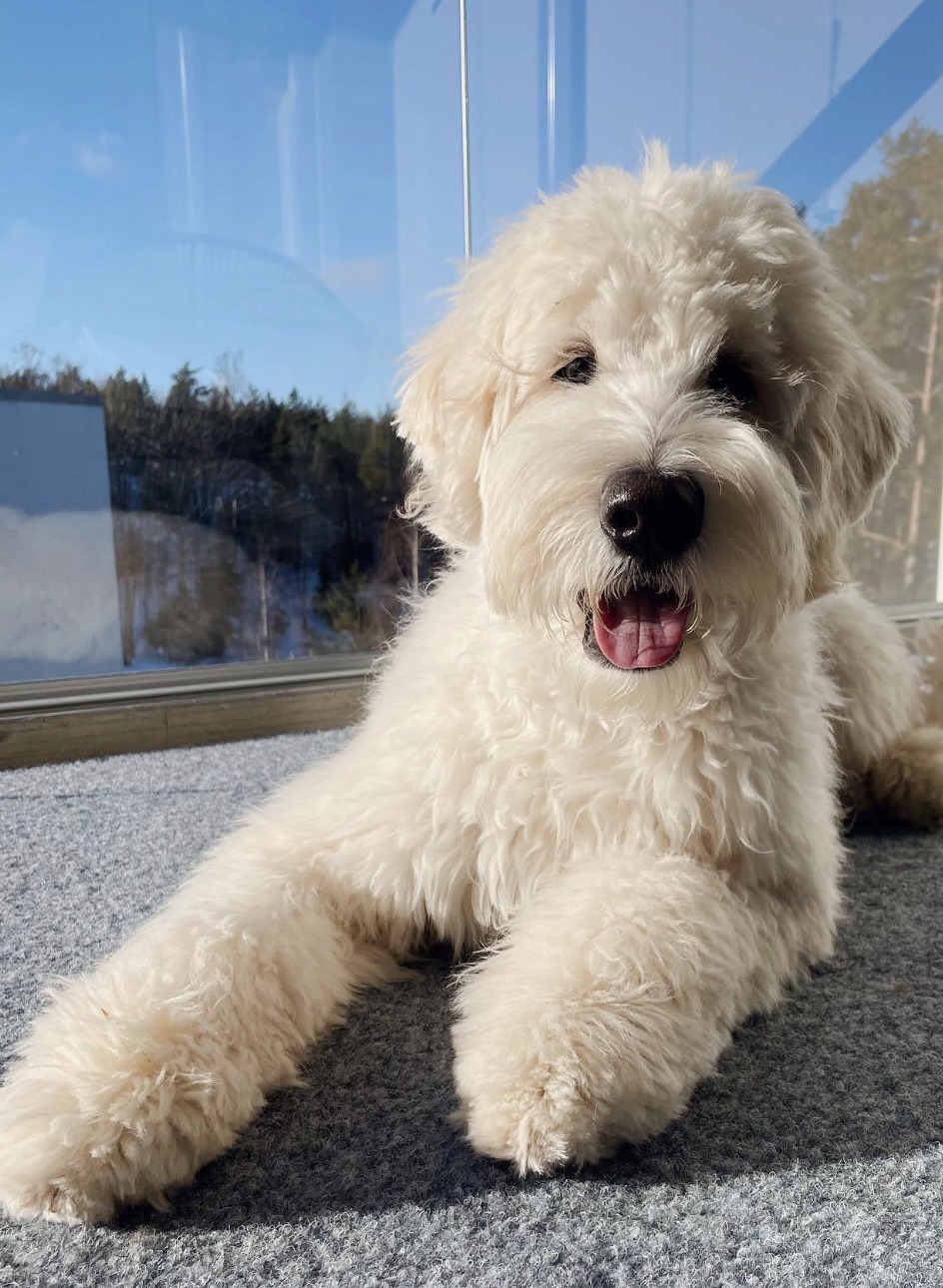 f3 goldendoodle
