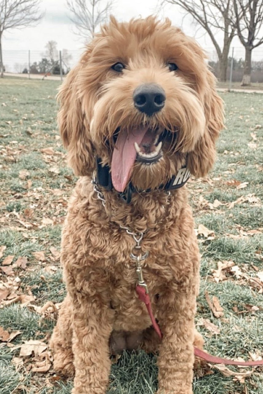 f3 goldendoodle
