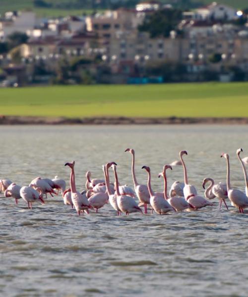 Uma bela vista de Larnaka