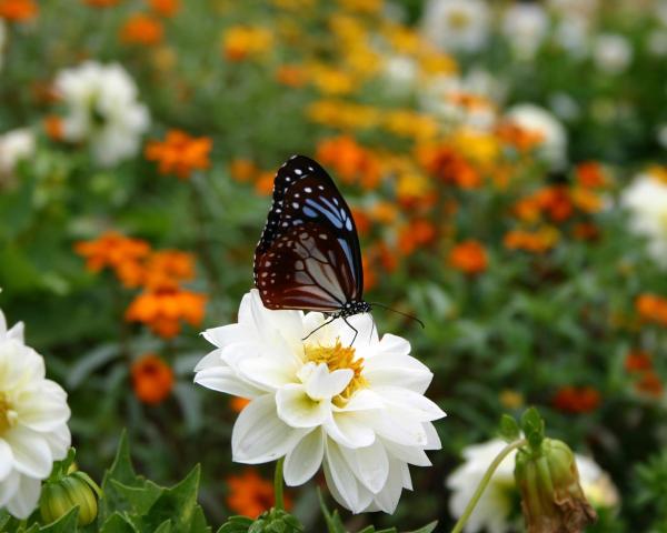 منظر جميل في Doi Angkang