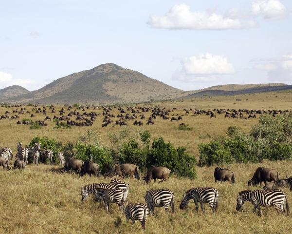 Vue imprenable sur Masai Mara 