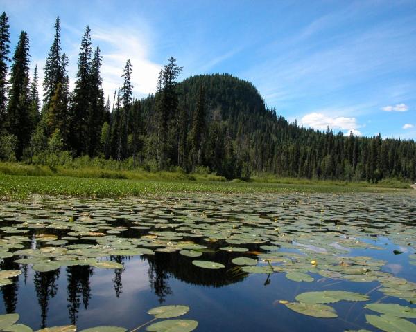 Una bellissima vista di Prince George