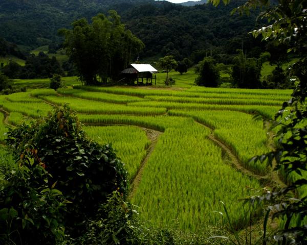 منظر جميل في Amphoe Mae Rim