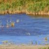 Alquiler de coches en Neusiedl am See