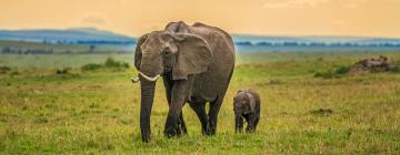 Vols pour la région : Maasai Mara National Reserve