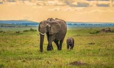 Skrydžiai į regioną Maasai Mara National Reserve