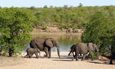 Fly til Kruger nasjonalpark