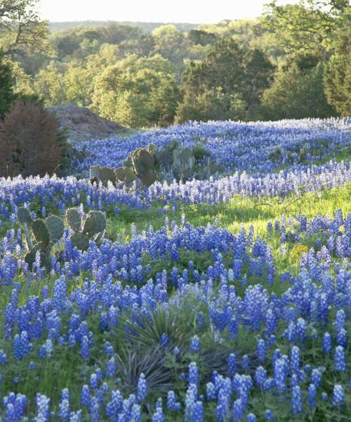 Et flott bilde av Texas Hill Country