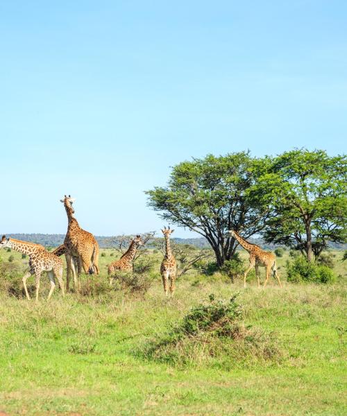 Una panoràmica bonica de Nairobi National Park