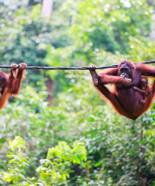 Borneo: skaista ainava