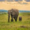 Vols pour la région : Maasai Mara National Reserve