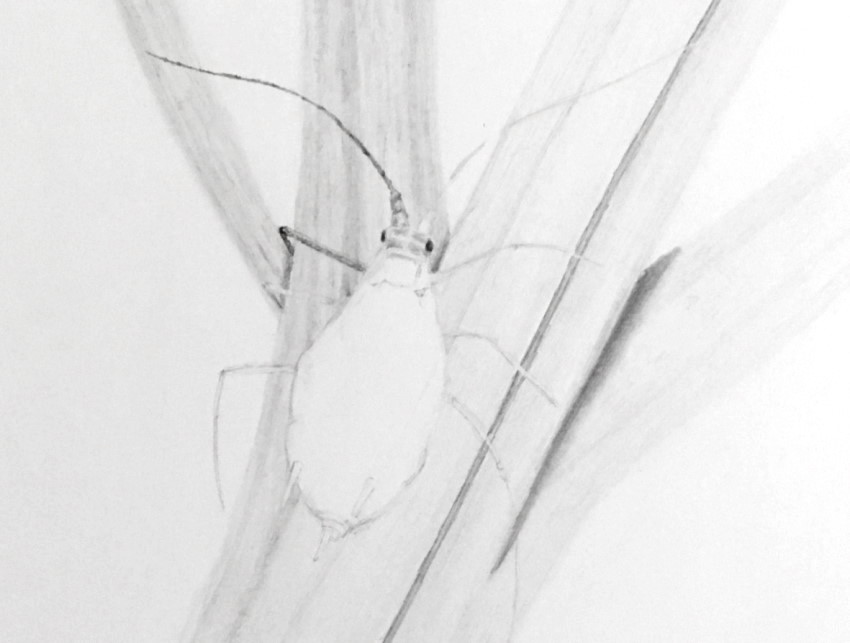 How to Draw (Realistic) Insects - Ran Art Blog