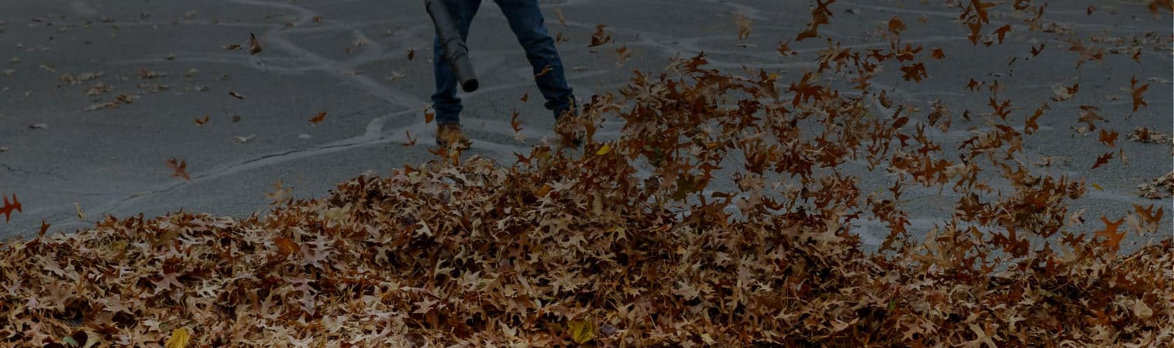 Top-rated leaf removal pros