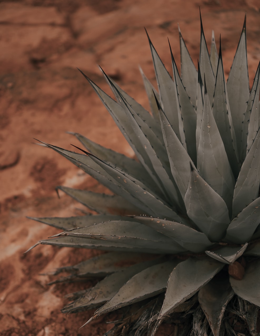 agave