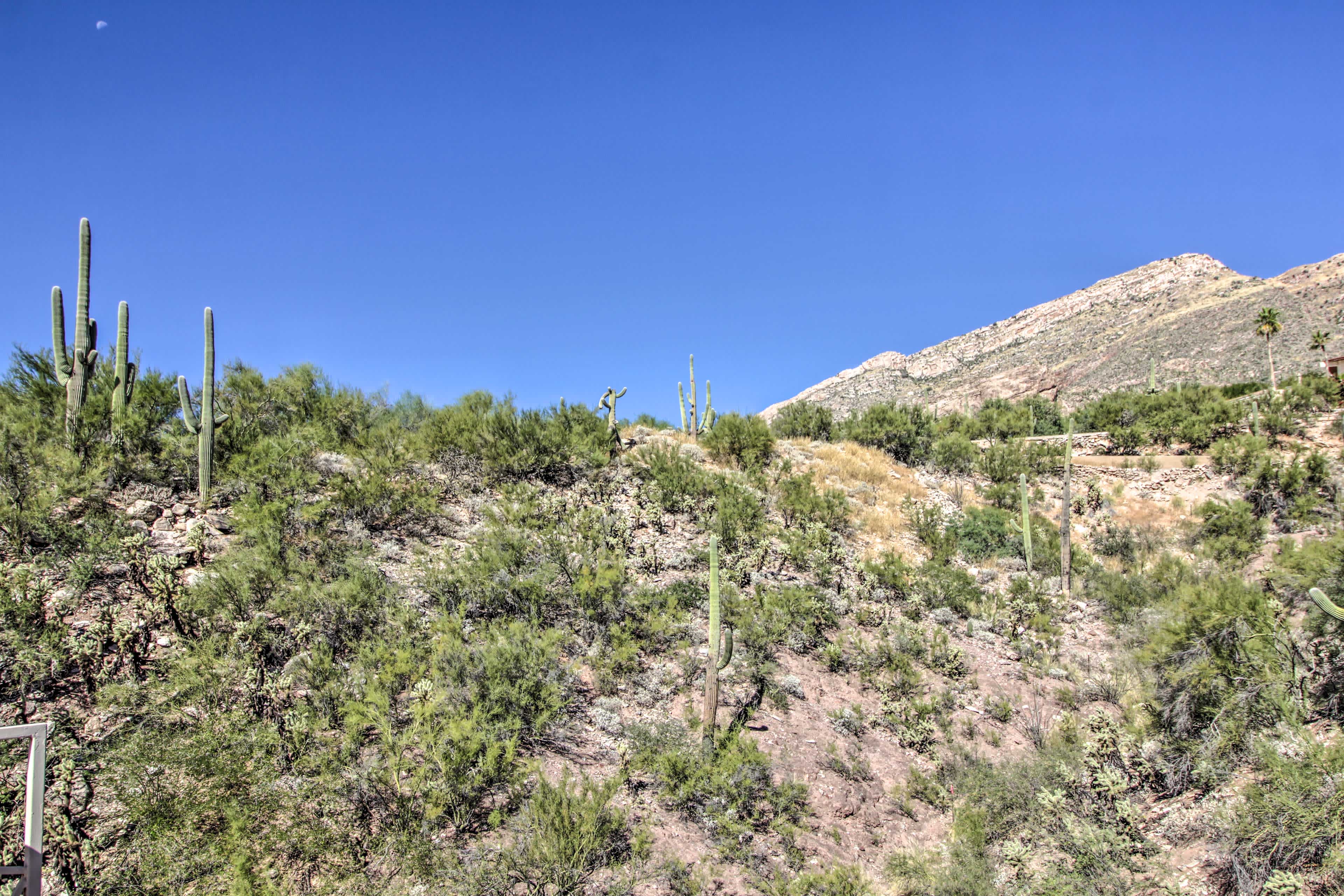 Desert landscape in Tucson, AZ with cactus and sandy mountains