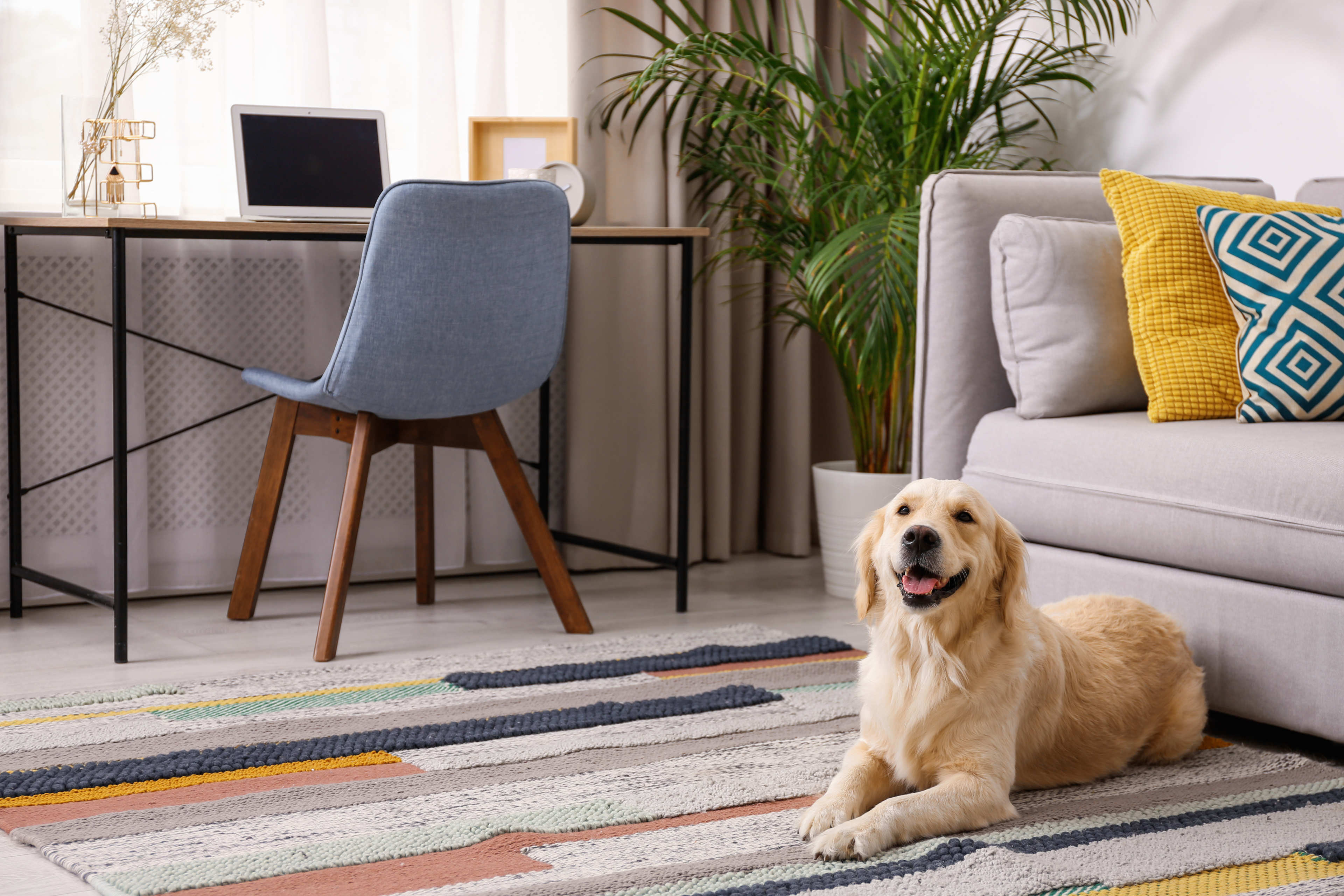 A golden retriever laying on a rug in a living space with a work desk, bright window, large plant in the corner, and couch