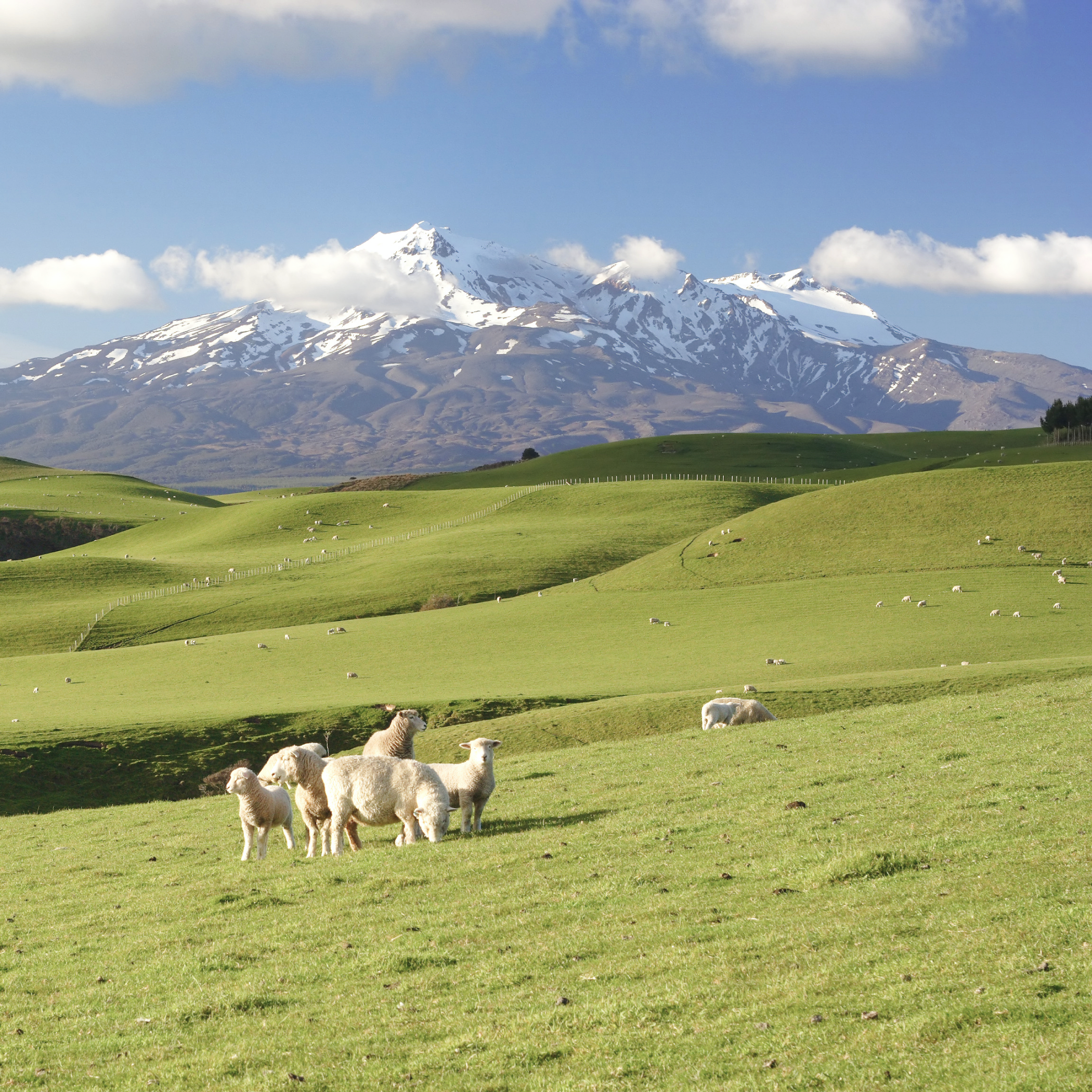 Sheep in a landscape