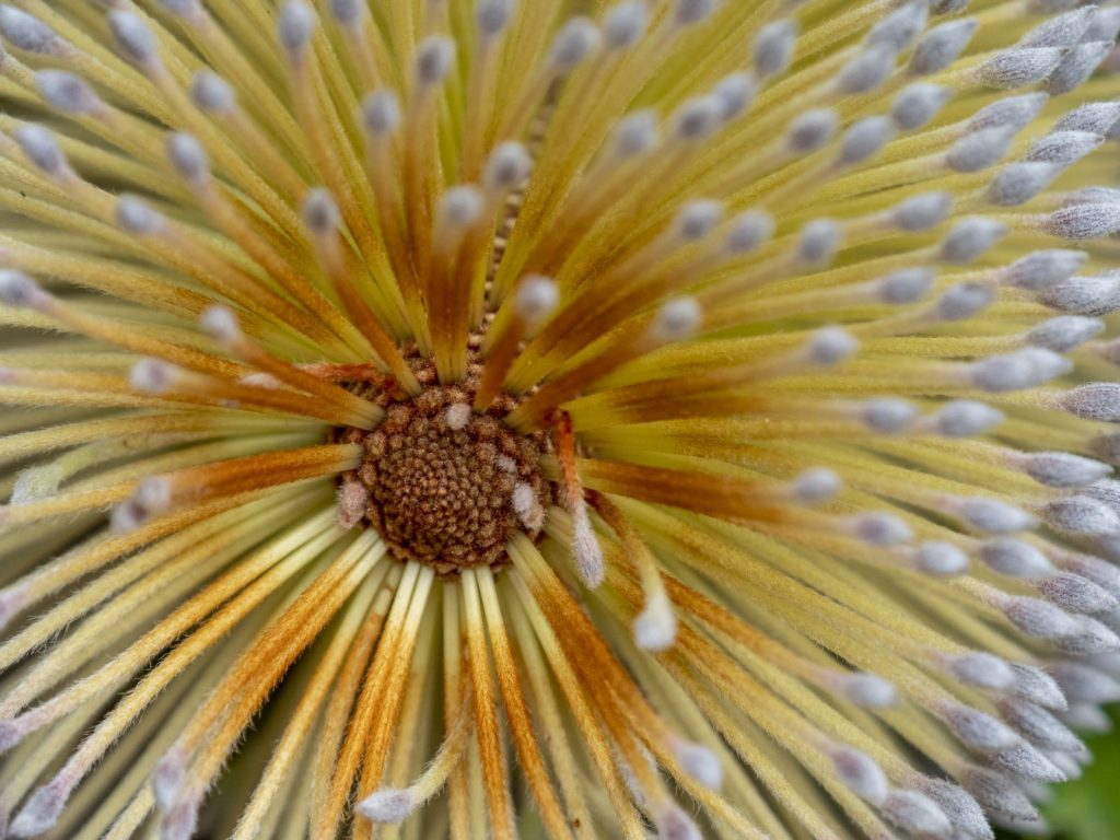 Banksia serrata | Australian Plants Society