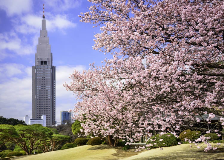 春櫻秋楓正美麗 東京賞花趣