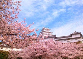 Discover the 100 Best Places to See Cherry Blossoms in Japan