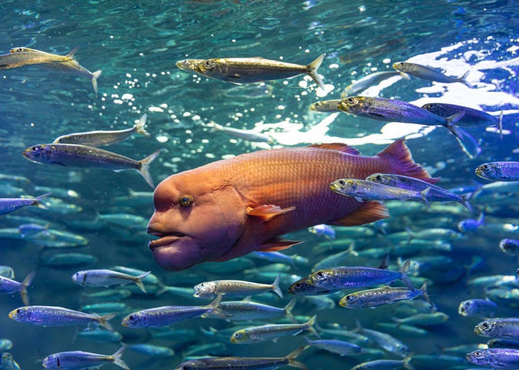 見見陽光水族館不同萌屬性的明星們