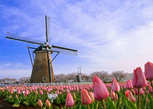 Tulips and Sakura in a Place Called Sakura - Why You'll Love the Sakura Tulip Festa in Chiba (March-April)