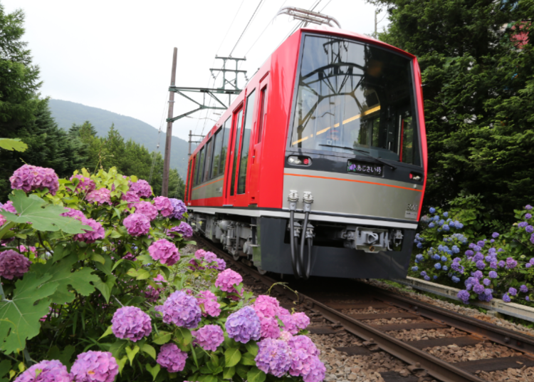 從繡球花中穿梭而過的箱根登山電車Allegra號