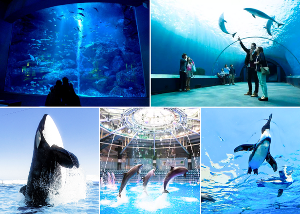 2024東京＆近郊推薦必玩水族館10選：交通方便，出遊首推！