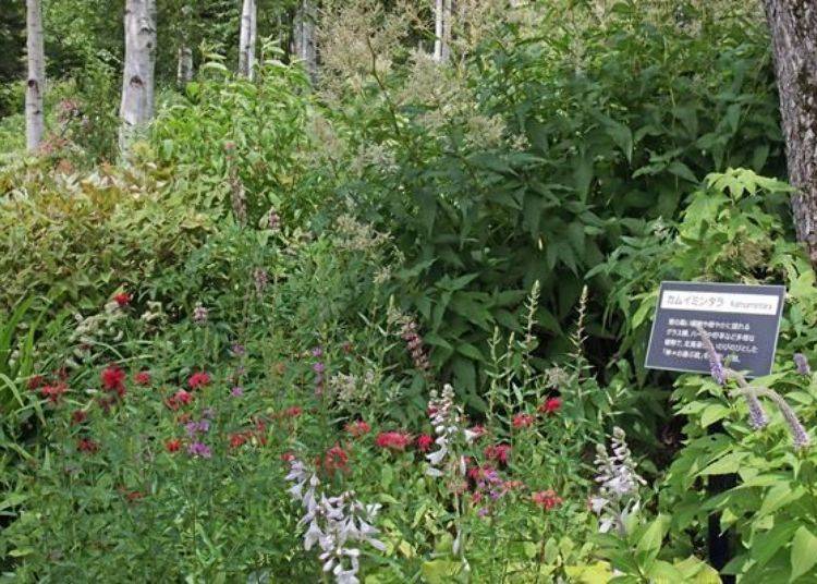 Kamui Mintara is an Ainu word meaning “Playground of the Gods”. It represents a world view with large plants, herbs, and wild grass.