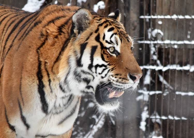 Feel the power. (Photo: Tsuyoshi Yoshida)