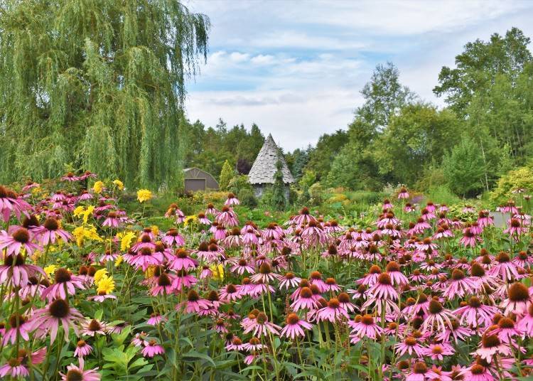 Flowers greet the guests every season of the year (Photo: Ueno Farm)