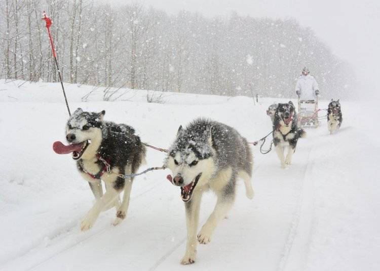 Riding at full speed in the snow (Photo: Moonlight Women)