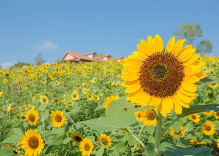 大阪近郊一日遊①好吃好好玩的綠意主題公園「Harvest Hill」