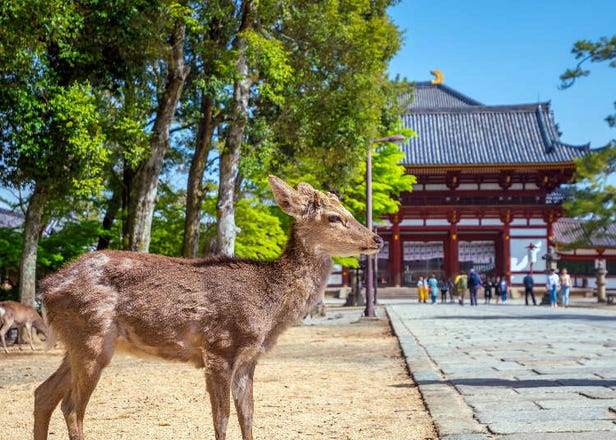 10项奈良旅游全攻略！观光景点、美食、饭店住宿、交通方式等