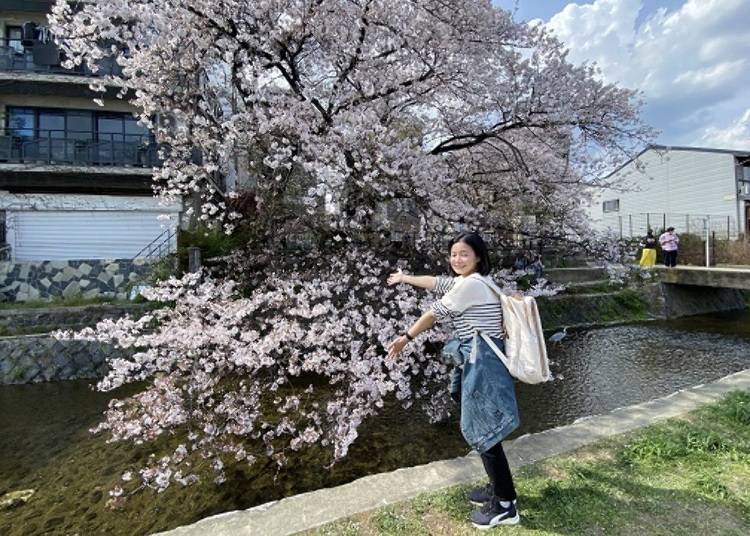 Kamo River & Takase River: Ideal cherry blossom spots next to the hotel