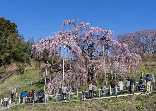 【东北自由行】福岛代表性的观光、购物与游玩景点大揭密！